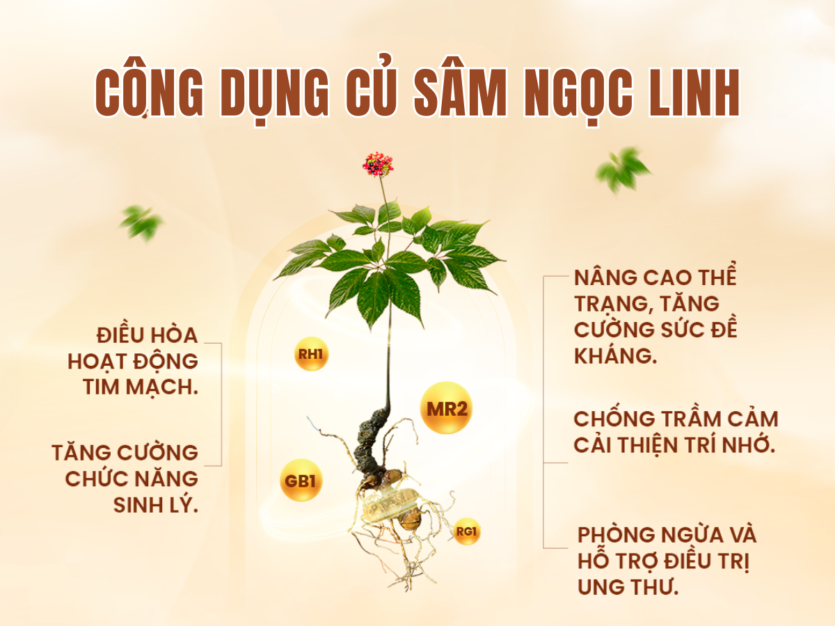 củ sâm ngọc linh tươi TRIMICO